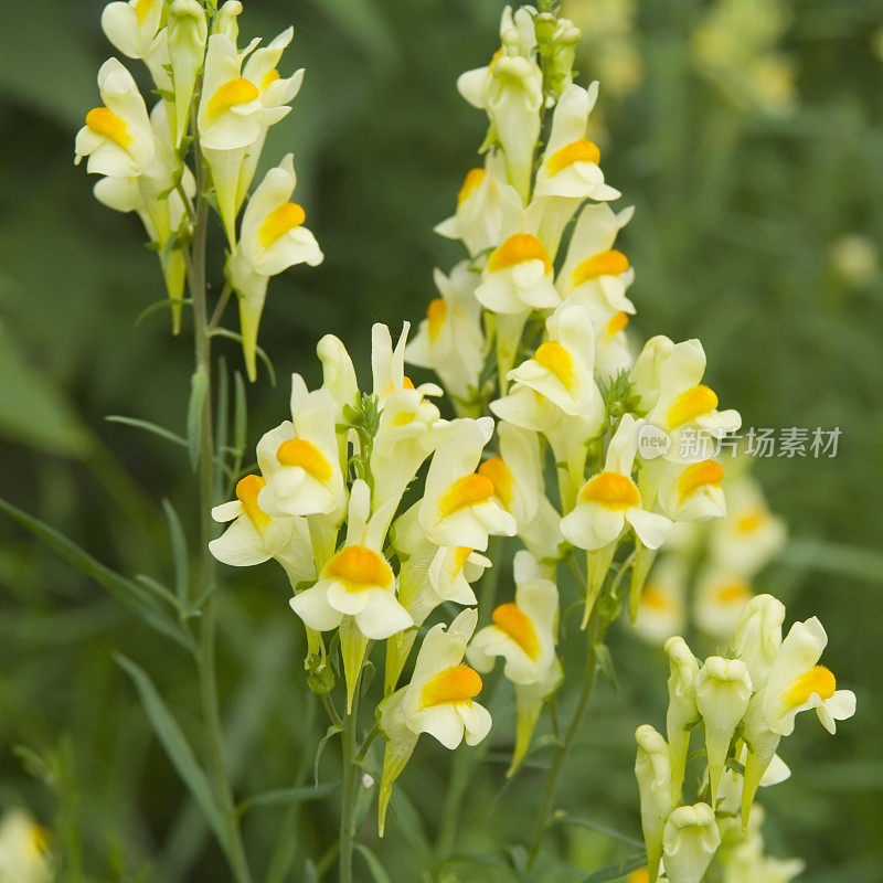 黄豆(Linaria vulgaris)